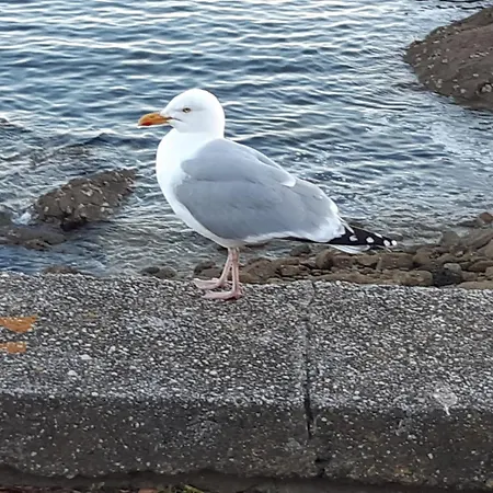 Appartement Au cœur de Concarneau Extérieur photo